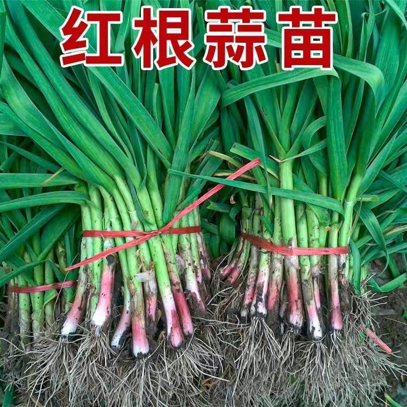 精品红根蒜苗蒜苗可扒皮大量供应可视频看货欢迎来电采