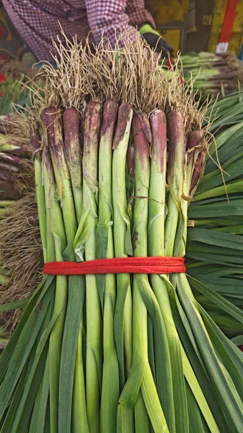 精品红根蒜苗蒜苗可扒皮大量供应可视频看货欢迎来电采