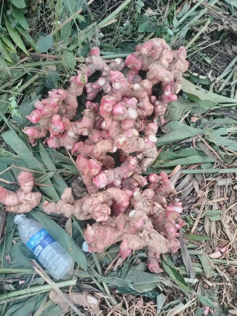 红皮南姜