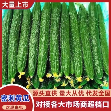 密刺黄瓜产地直供大量上市品质保证价格优惠全国发货
