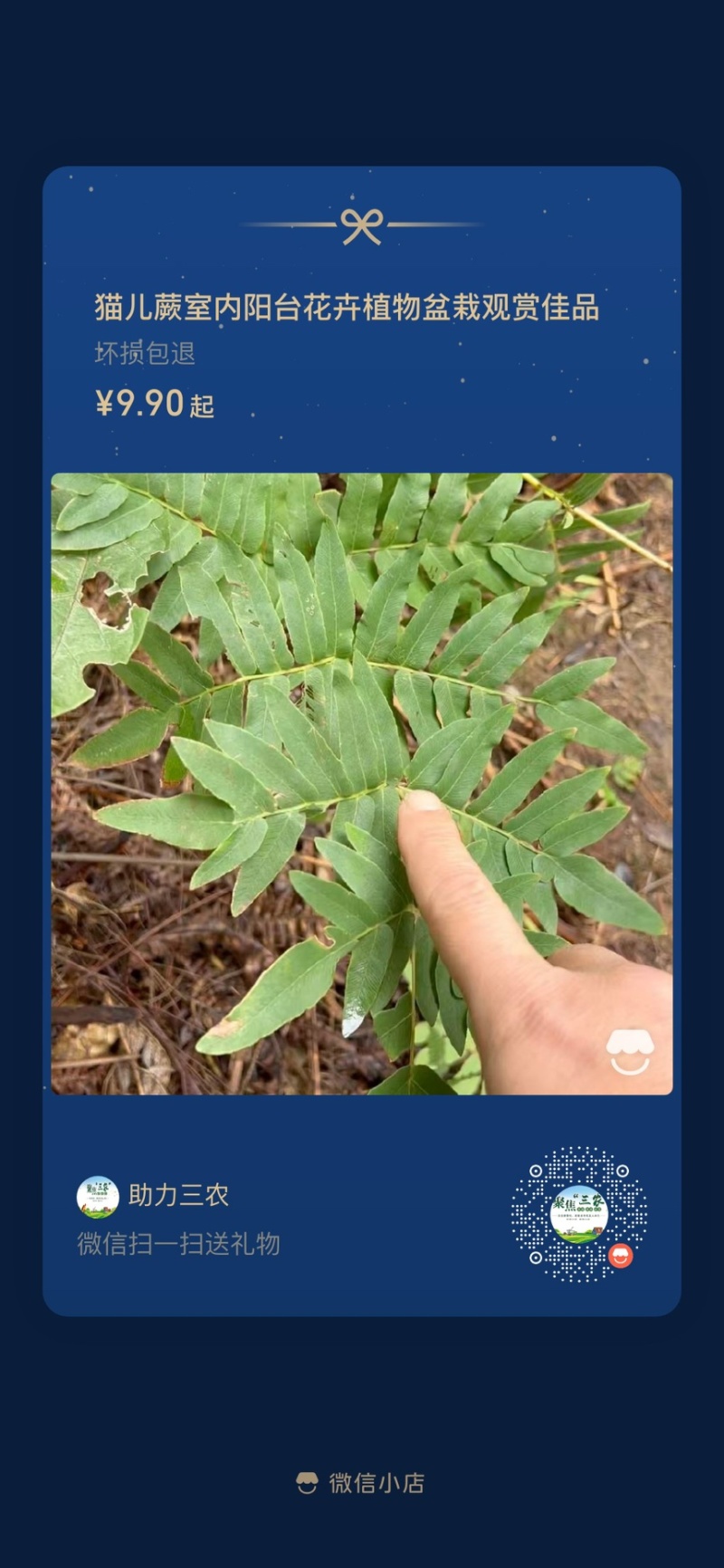 微菜种苗