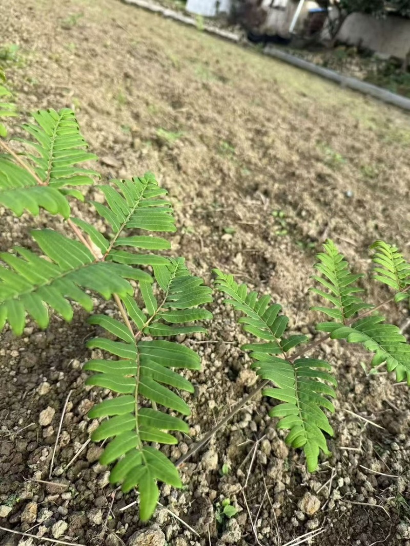 微菜种苗