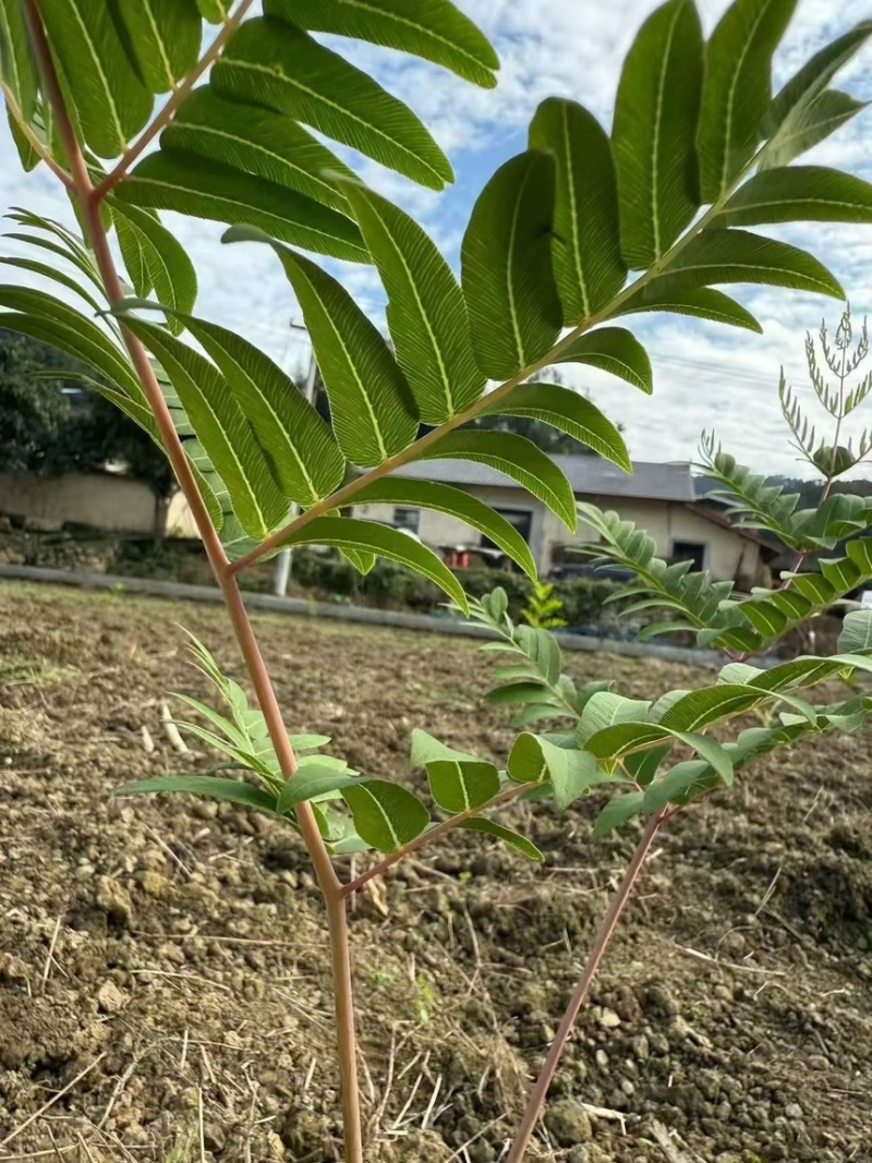 微菜种苗