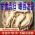 野生正宗片当归中药材正品批发，支持一件代发