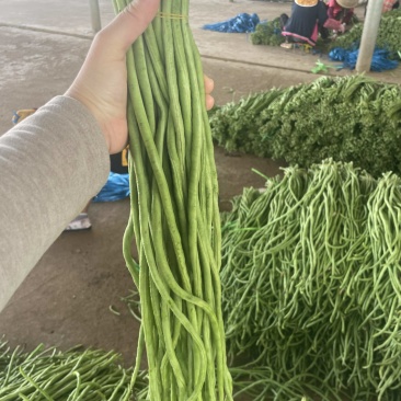 广东徐闻豆角