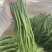 广东徐闻豆角