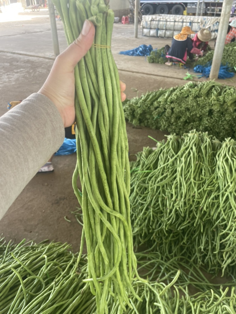 广东徐闻豆角