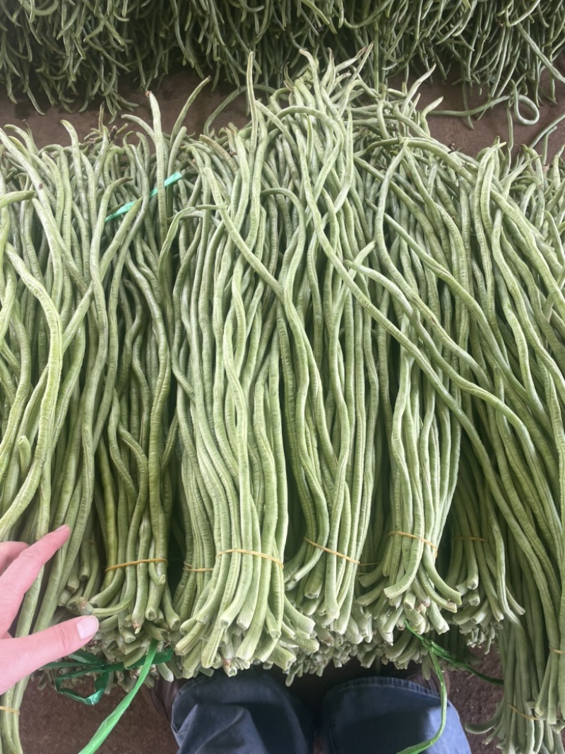 广东徐闻豆角