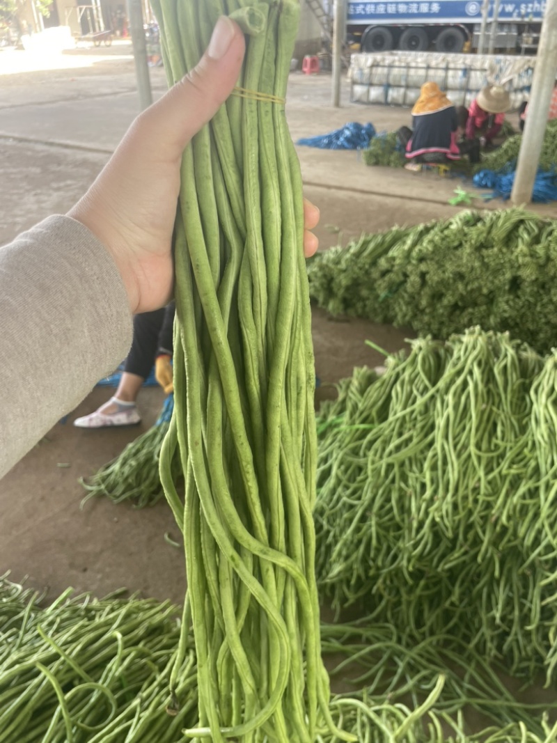 广东徐闻豆角