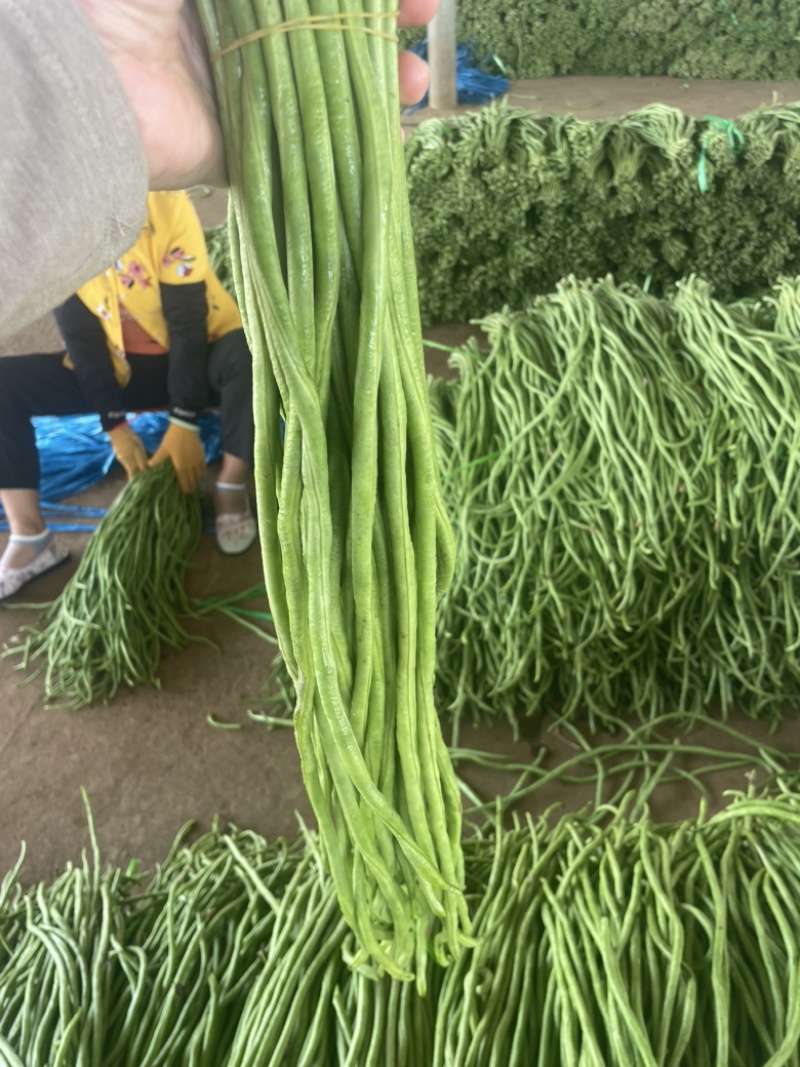 广东徐闻豆角