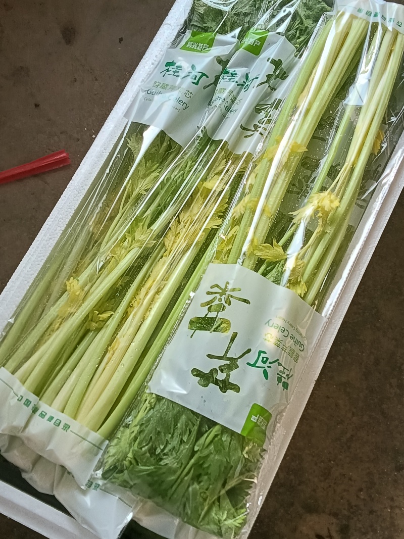 寿光桂河芹菜苗桂河芹菜产地直发奶油芹菜超市市场批发
