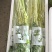 寿光桂河芹菜苗桂河芹菜产地直发奶油芹菜超市市场批发