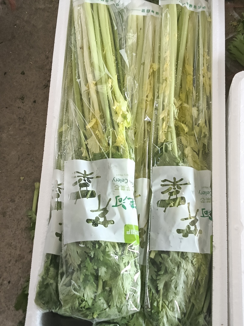 寿光桂河芹菜苗桂河芹菜产地直发奶油芹菜超市市场批发
