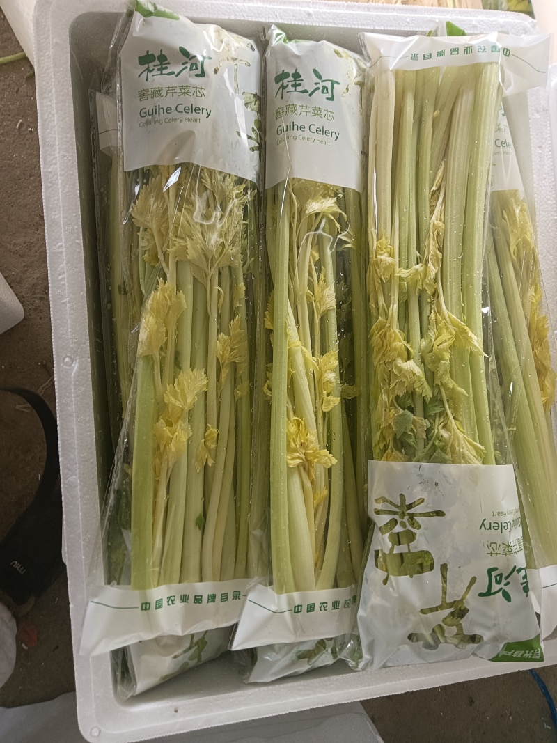 寿光桂河芹菜苗桂河芹菜产地直发奶油芹菜超市市场批发