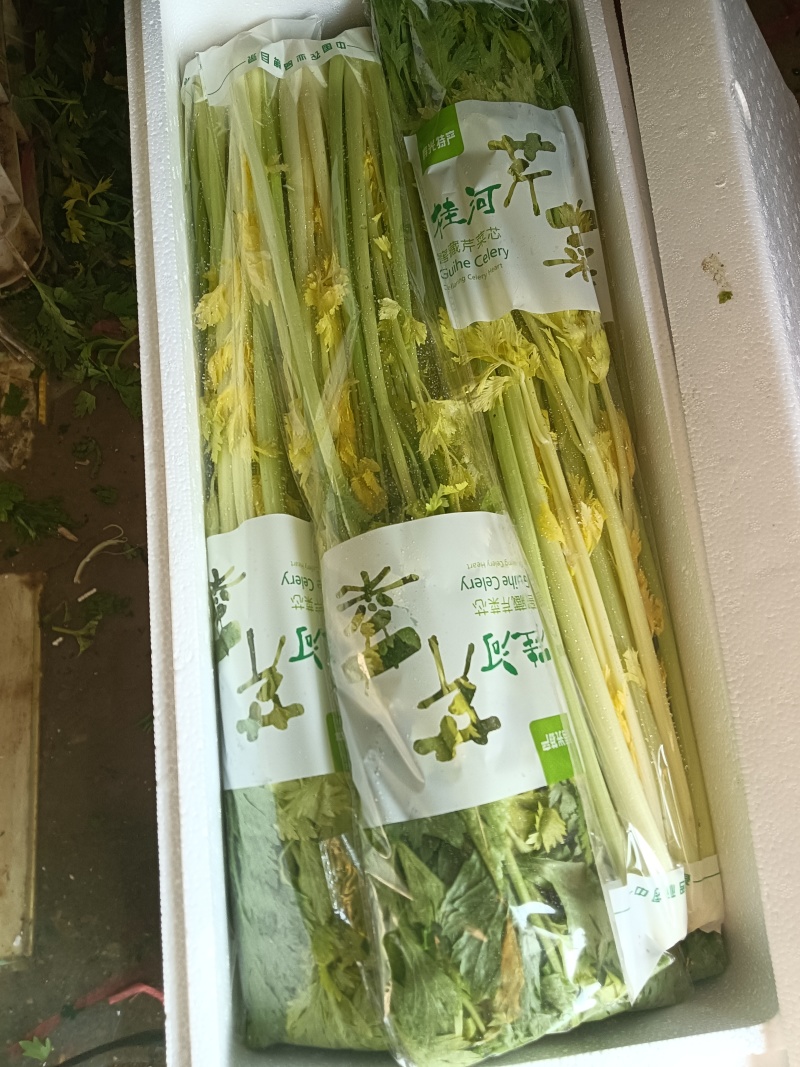 寿光桂河芹菜苗桂河芹菜产地直发奶油芹菜超市市场批发