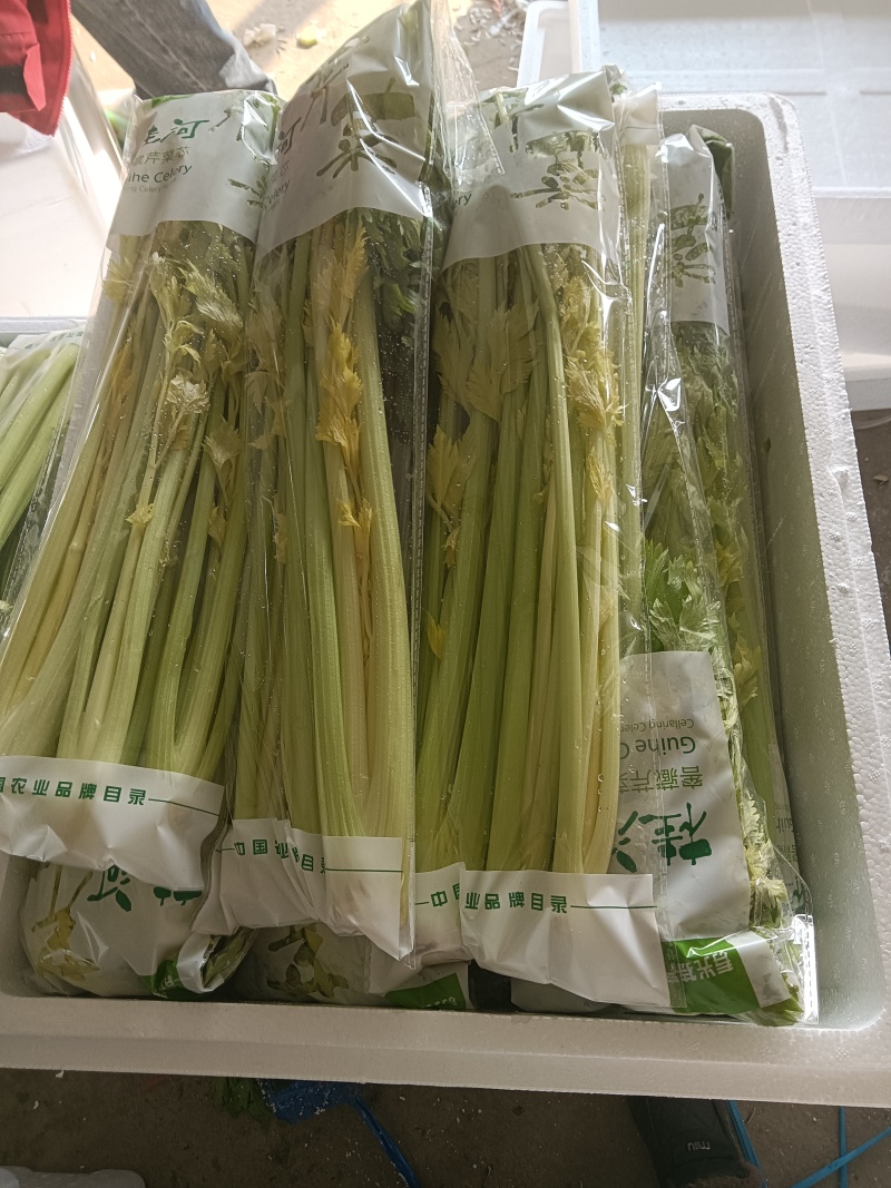 寿光桂河芹菜苗桂河芹菜产地直发奶油芹菜超市市场批发