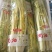 寿光桂河芹菜苗桂河芹菜产地直发奶油芹菜超市市场批发