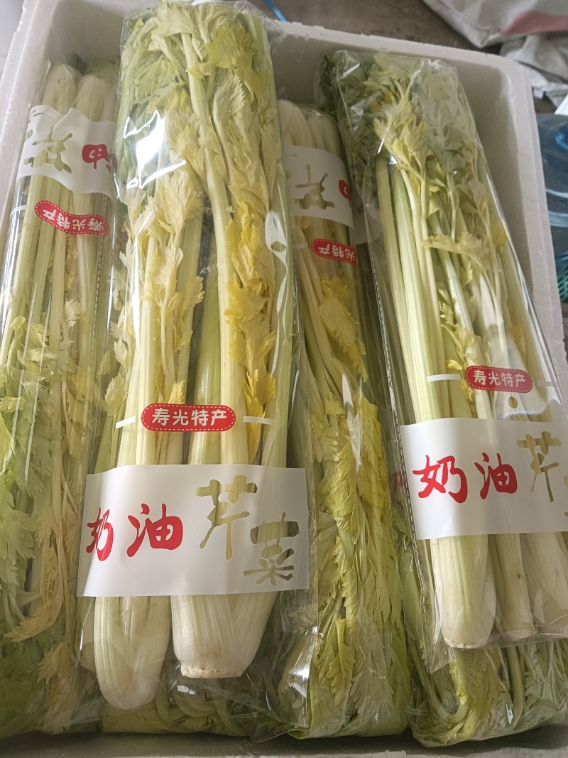 寿光桂河芹菜苗桂河芹菜产地直发奶油芹菜超市市场批发