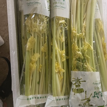 寿光桂河芹菜苗桂河芹菜产地直发奶油芹菜超市市场批发