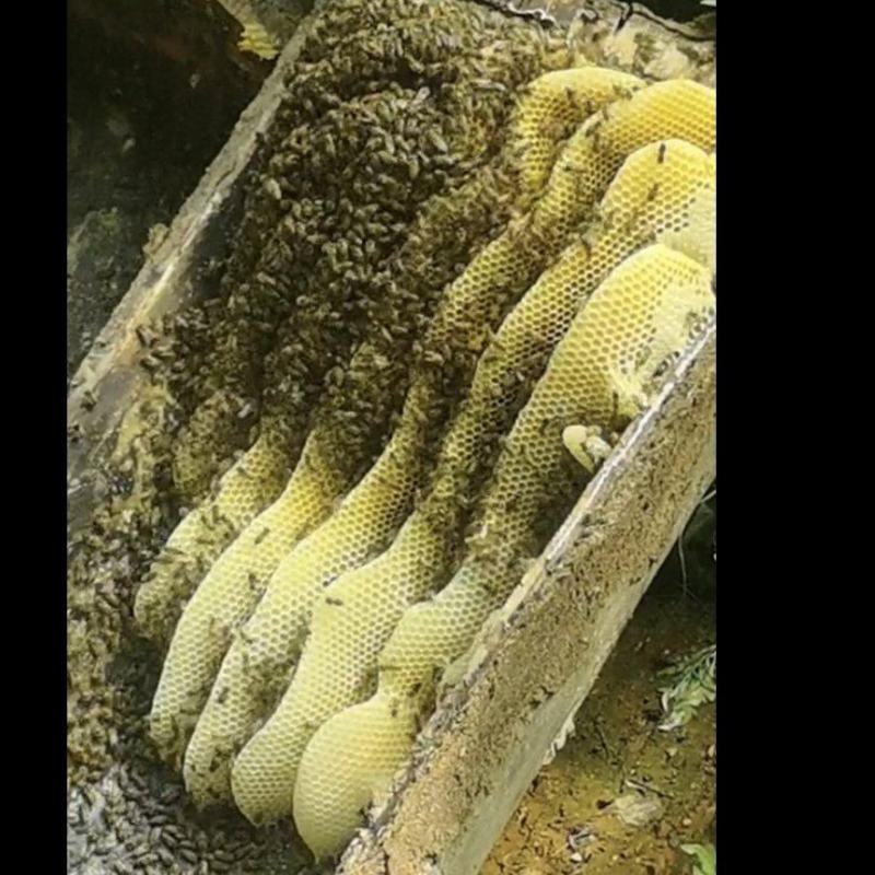 甘肃陇南农家百花蜜自家养殖货源稳定品质保证可实地考察
