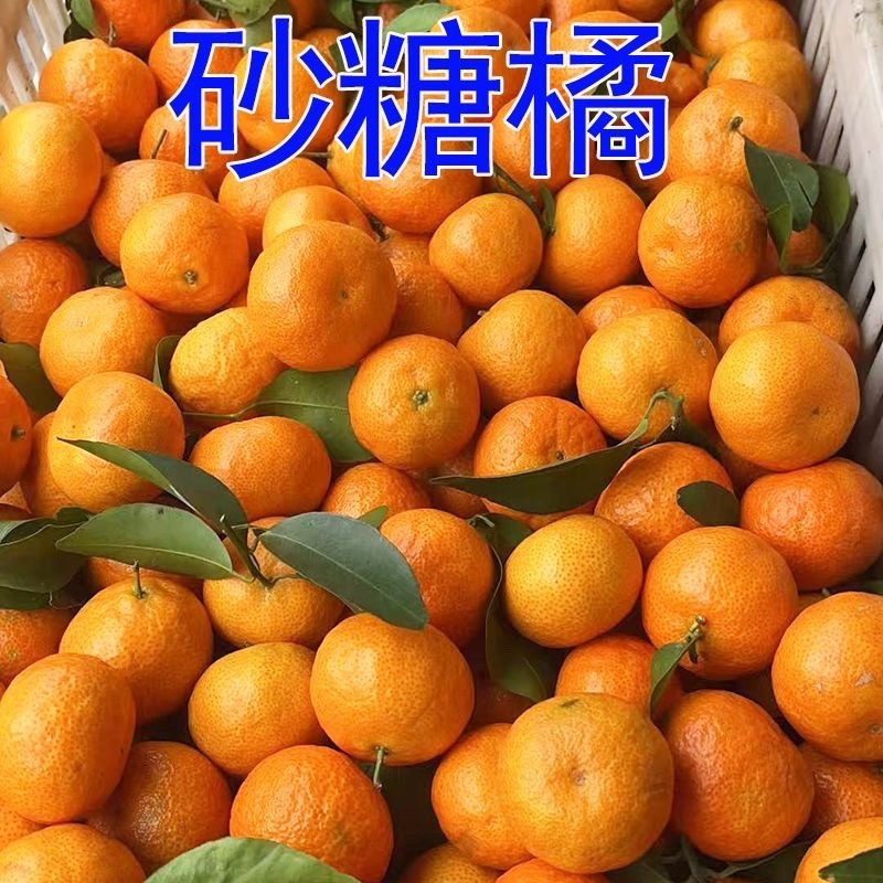 广西大山里的老沙糖桔