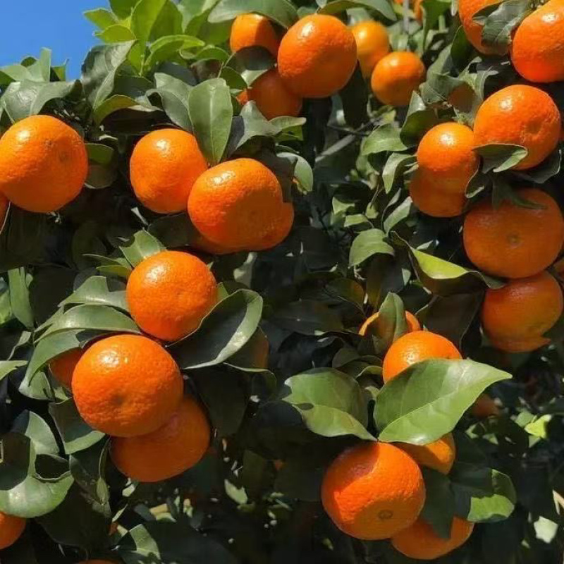 广西大山里的老沙糖桔