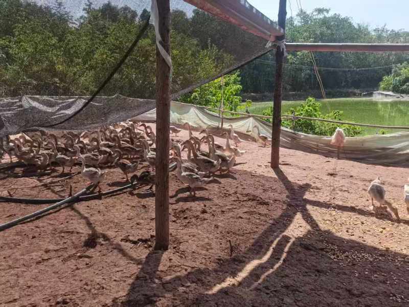 活鸭仔鸭山地散养.自家养殖场大量供应.欢迎来电咨询
