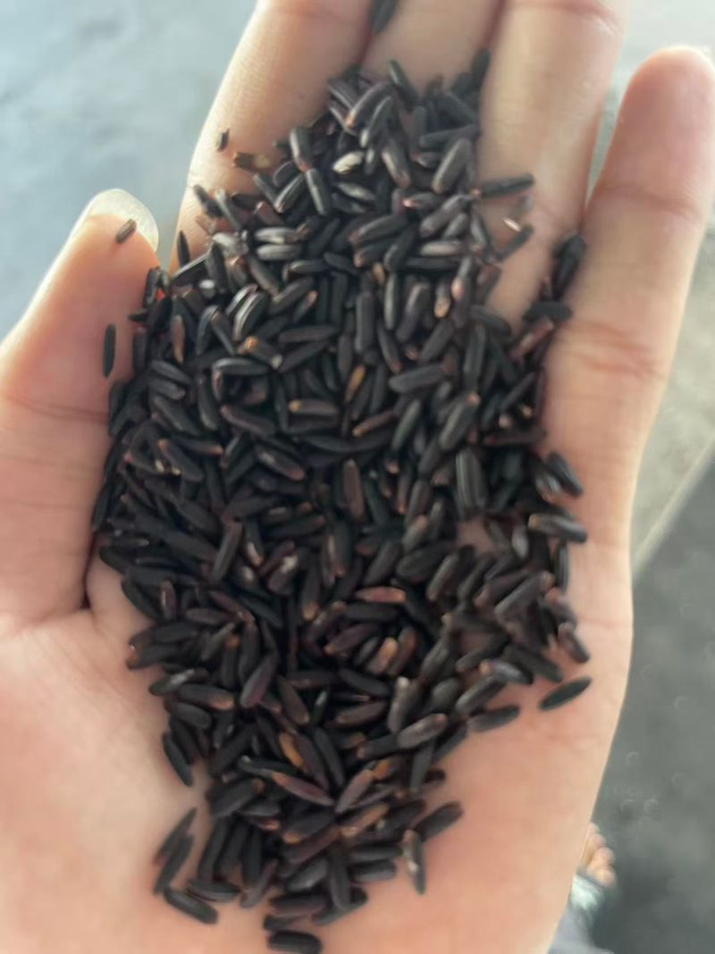 越南黑糯米，厂家直销，质量保证，货源稳定