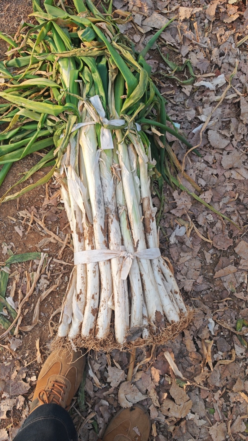 莱芜长白大䓤，一手货源，可视频看货，量大，有要联系我。