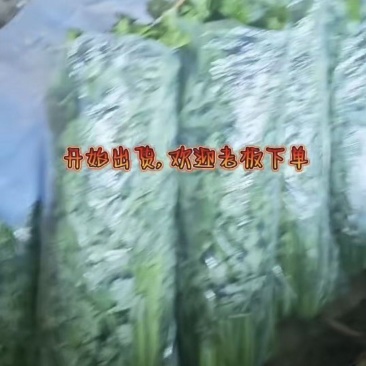 芹菜发货，有需要联系***********