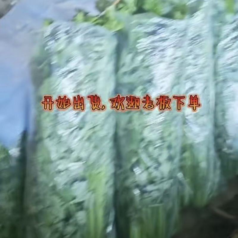 芹菜发货，有需要联系***********
