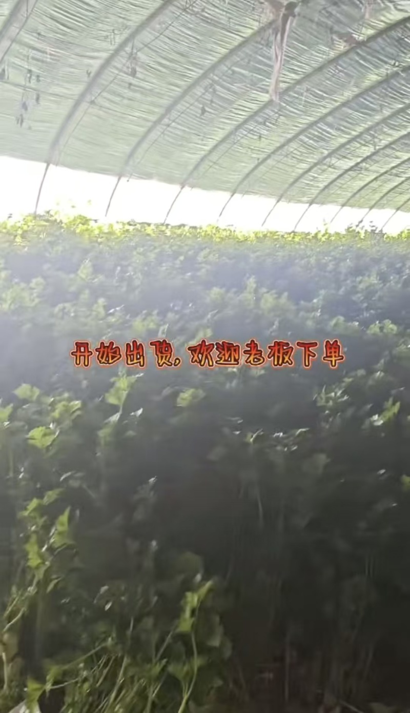 芹菜发货，有需要联系***********