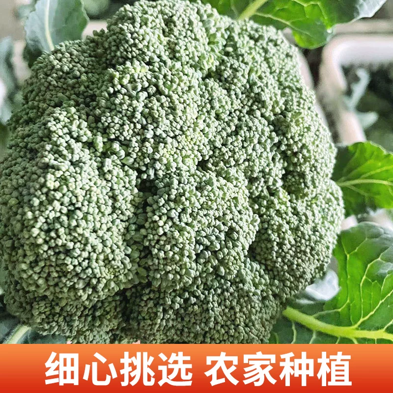 绿翡翠西兰花一手货源**超市店商平台批发市场供应链