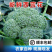 绿翡翠西兰花一手货源**超市店商平台批发市场供应链