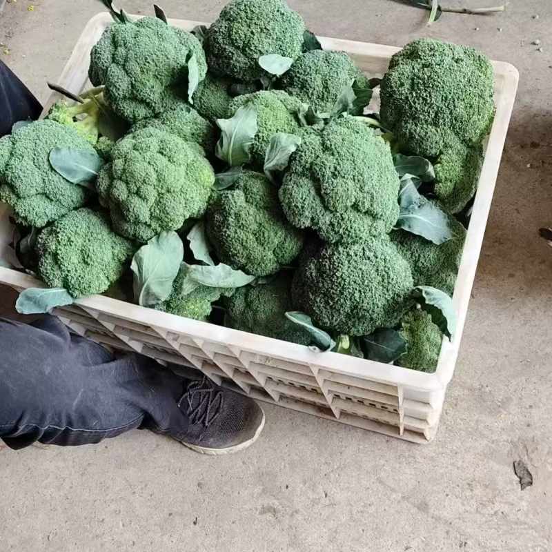 绿翡翠西兰花一手货源**超市店商平台批发市场供应链
