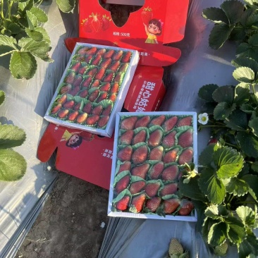 甜草莓冬草莓云南奶油耐放不起水印甜度高
