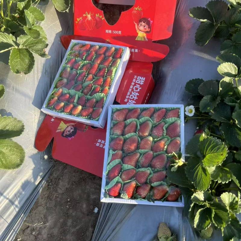 甜草莓冬草莓云南奶油耐放不起水印甜度高