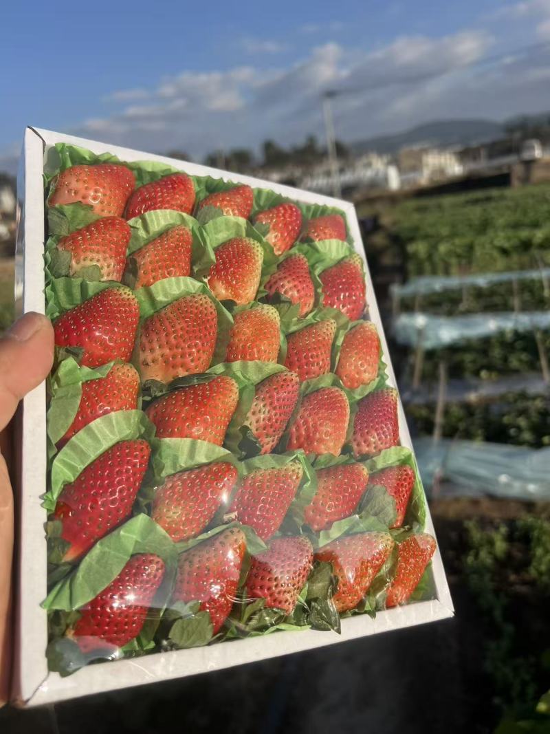 甜草莓冬草莓云南奶油耐放不起水印甜度高