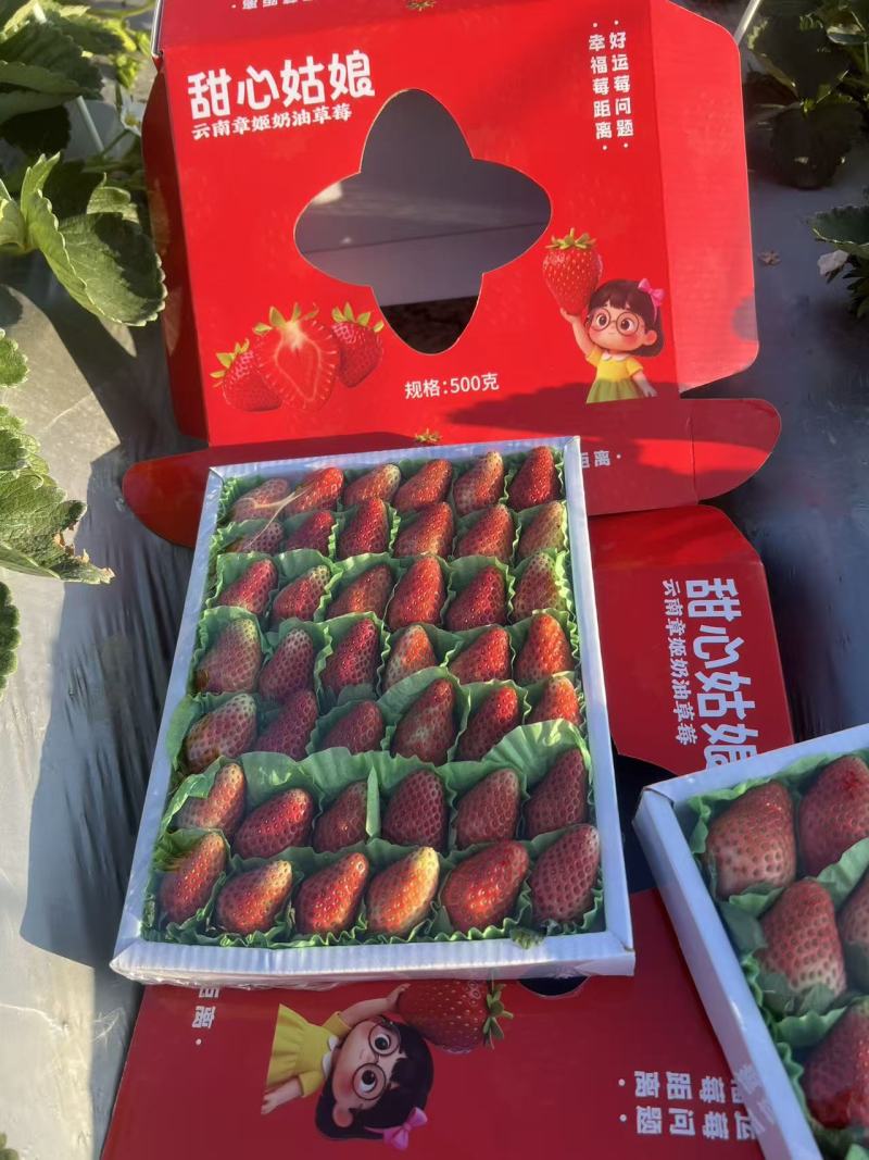 甜草莓冬草莓云南奶油耐放不起水印甜度高
