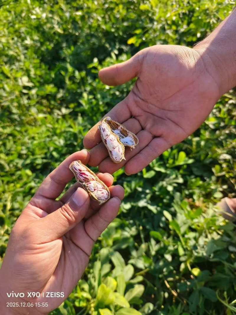 精选鲜果七彩花生16元一公斤，颗粒饱满，口感甜脆产地直发