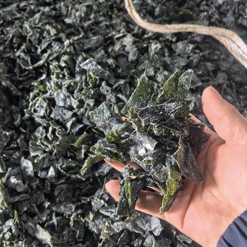 【热卖】烘干，海带片，海带块厂家直销量大质优价格优惠