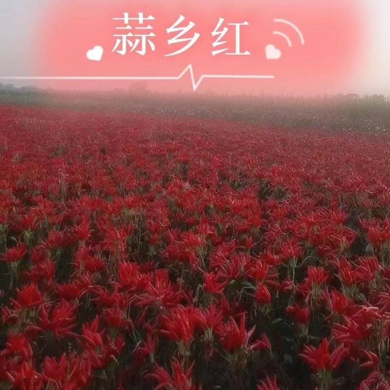 【晨宝种业】蒜乡红金贵宏朝天椒种子高辣高产抗病抗涝保回收