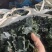 【热卖】烘干，海带片，海带块厂家直销量大质优价格优惠