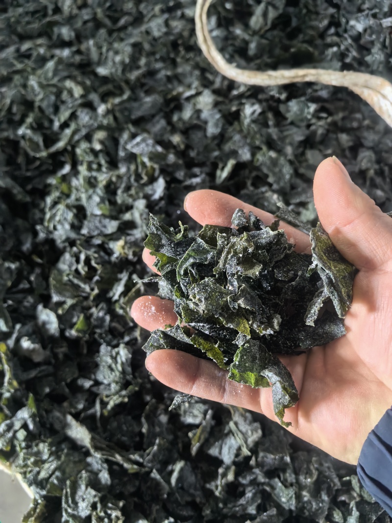 【热卖】烘干，海带片，海带块厂家直销量大质优价格优惠