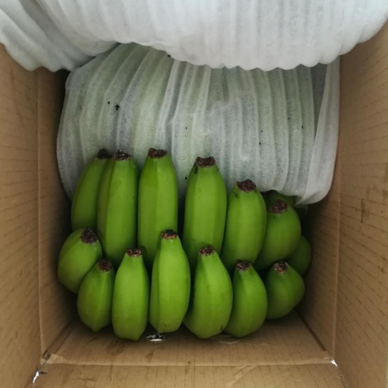 正宗高山应季香蕉芭蕉当季新鲜水果孕妇整箱现摘香蕉