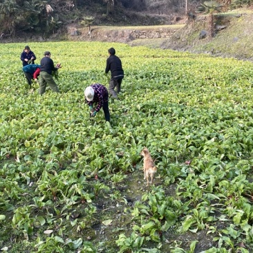湖北竹山县富硒红皮萝卜