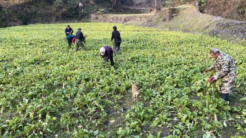 湖北竹山县富硒红皮萝卜