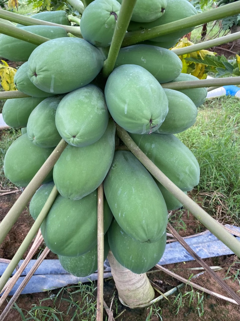 精品牛奶木瓜