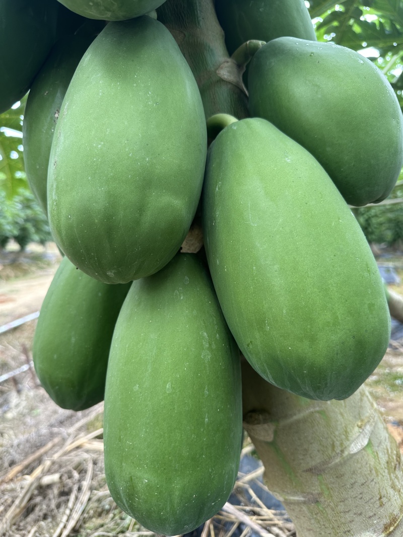 精品牛奶木瓜