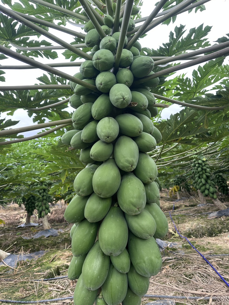 精品牛奶木瓜